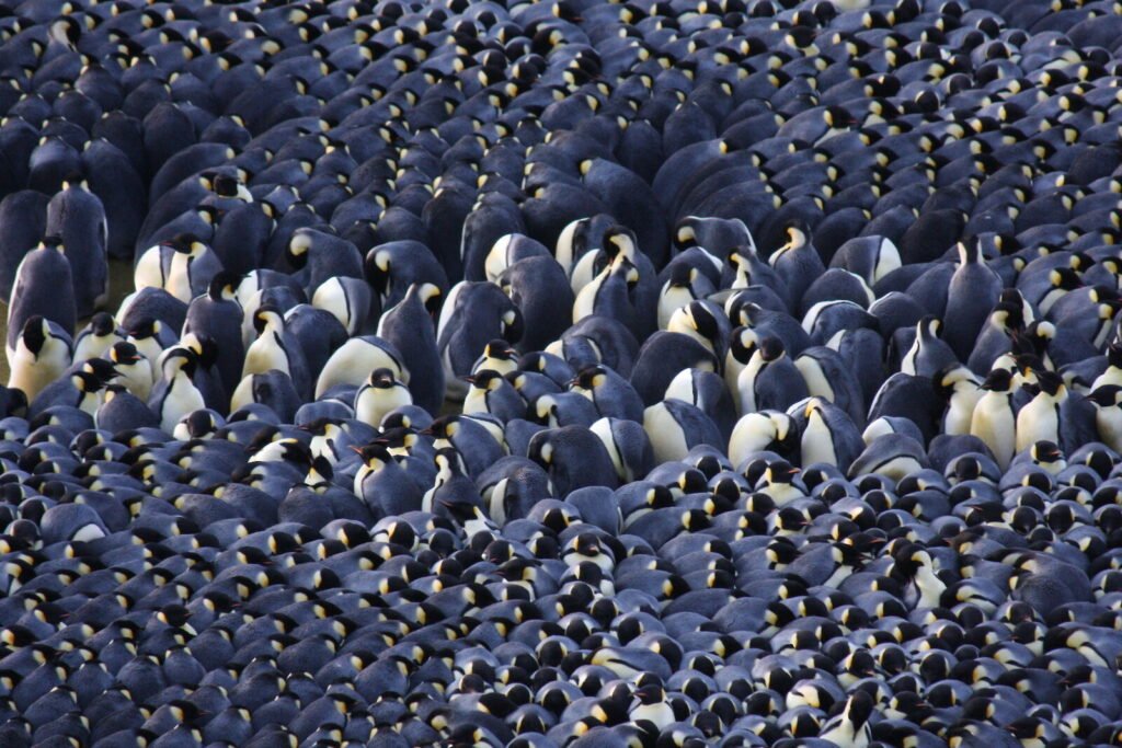 emperor penguins a closer look at their migration to australia