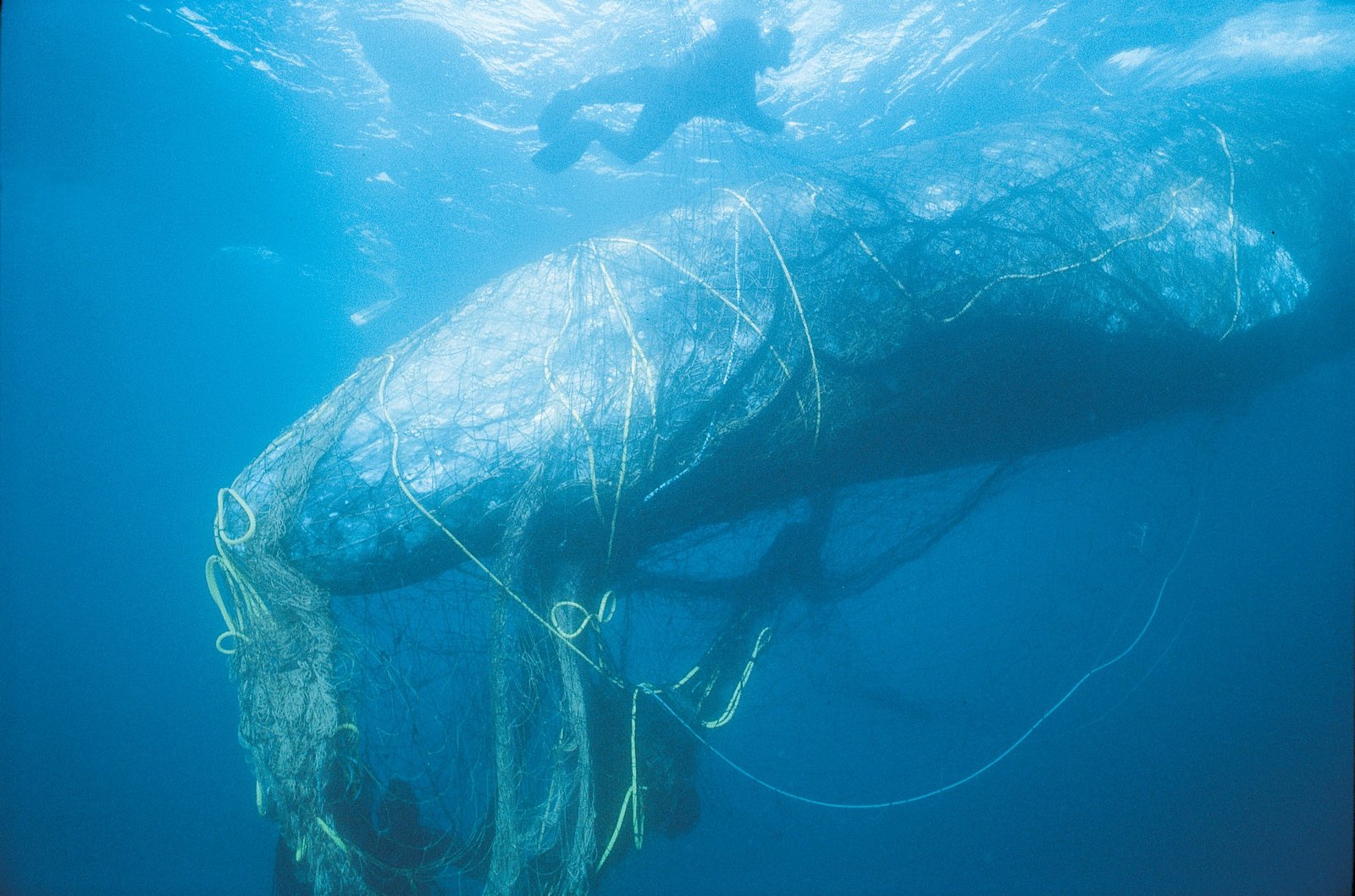 Plastic Pollution Shocking Ocean Stats