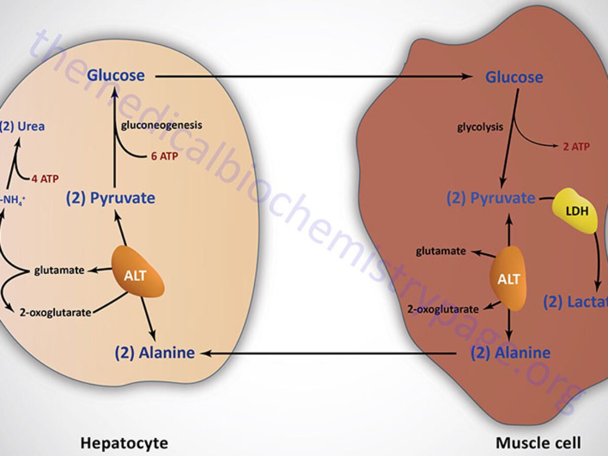 Gluconeogenesis Cancer's Secret Weapon